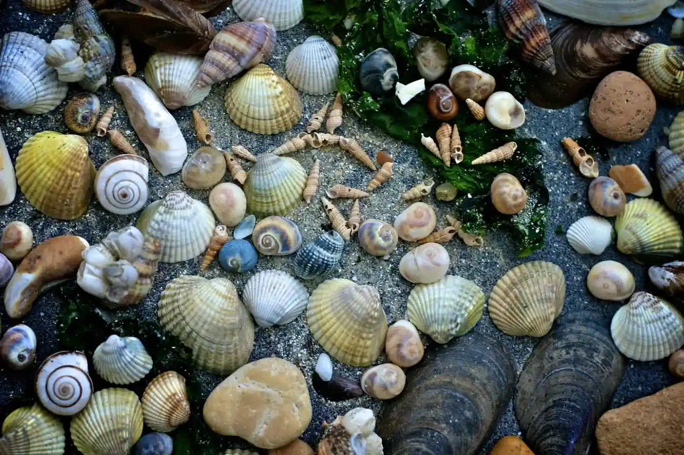 the-shell-shop-Case-Study-image1